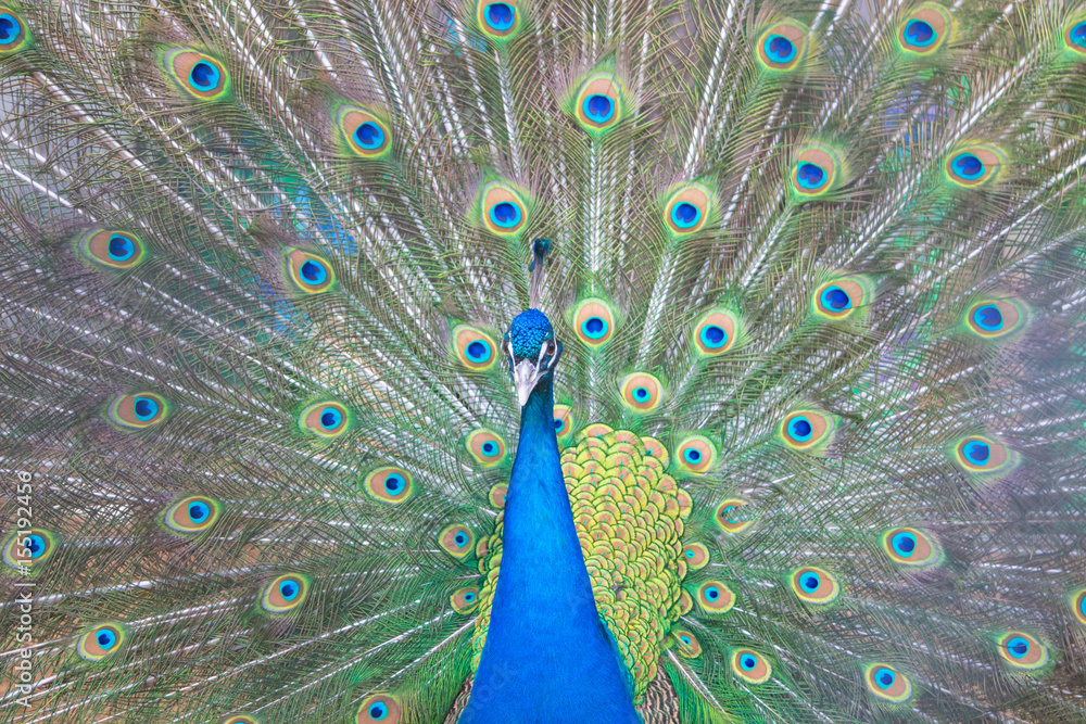 Obraz premium Павлин