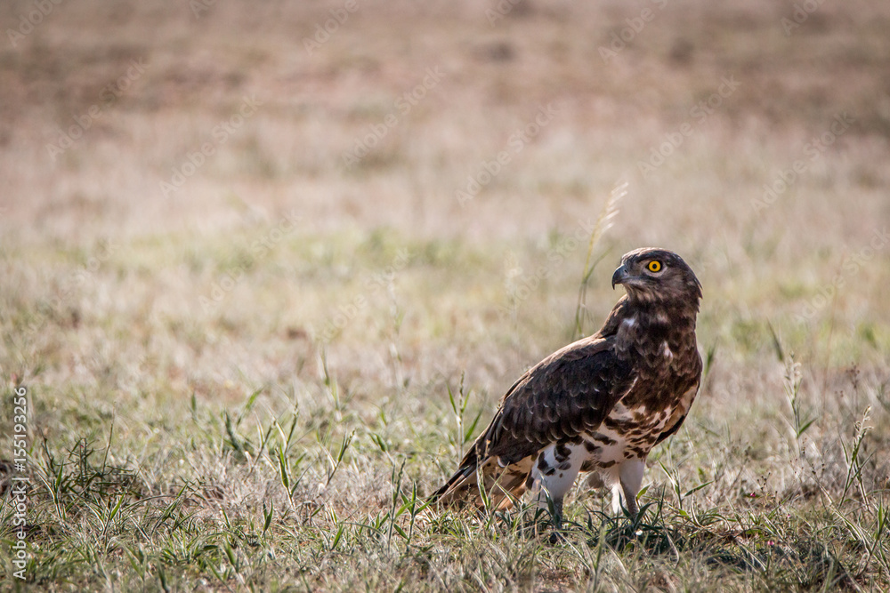 Fototapeta premium Juvenile Black-chested snake eagle in the grass.