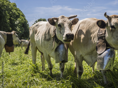 Konstfotografi Cows with bellflower grazing