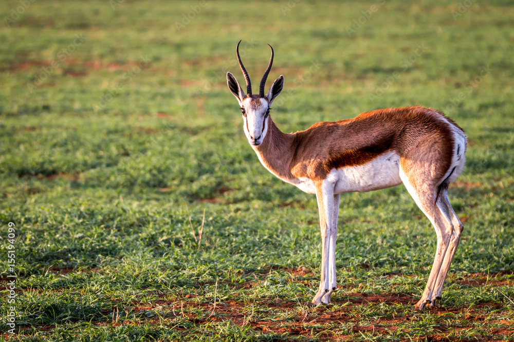 Springbok standing in the grass. Springbok standing in the grass.