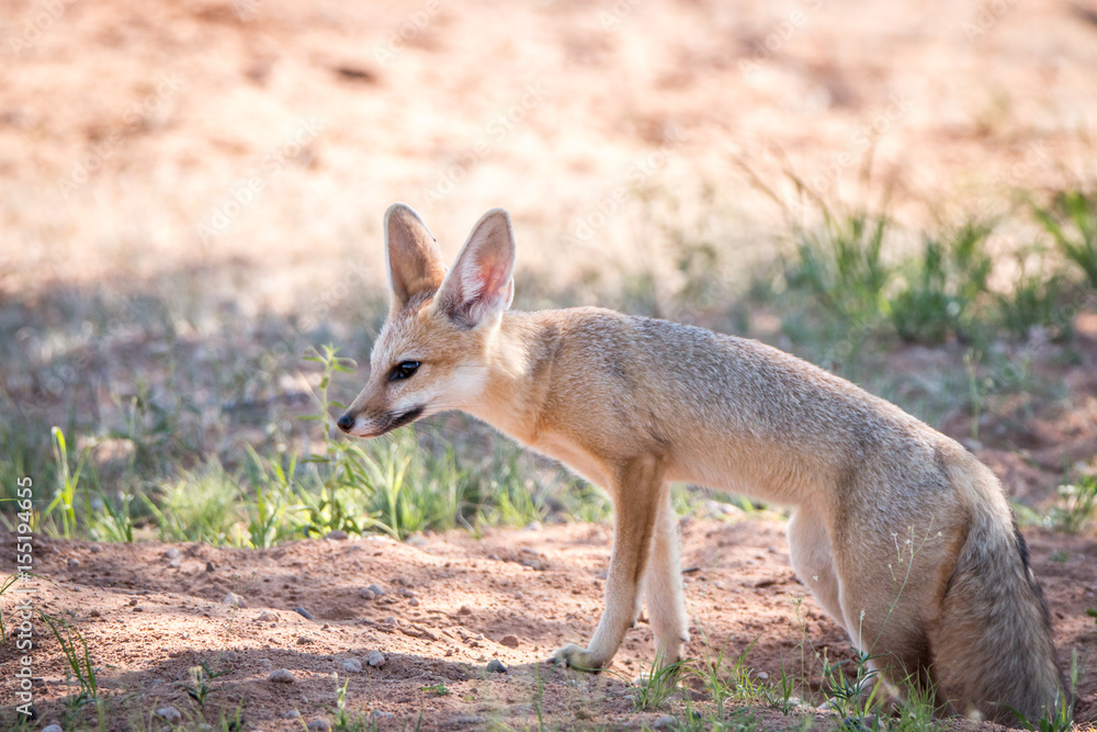 Cape fox walking in the sand in Kgalagadi. Cape fox walking in the sand in Kgalagadi.