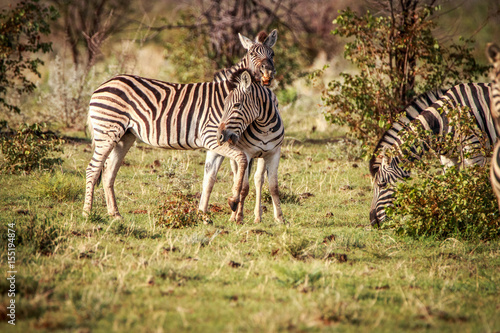 Two Zebras bonding in Etosha.