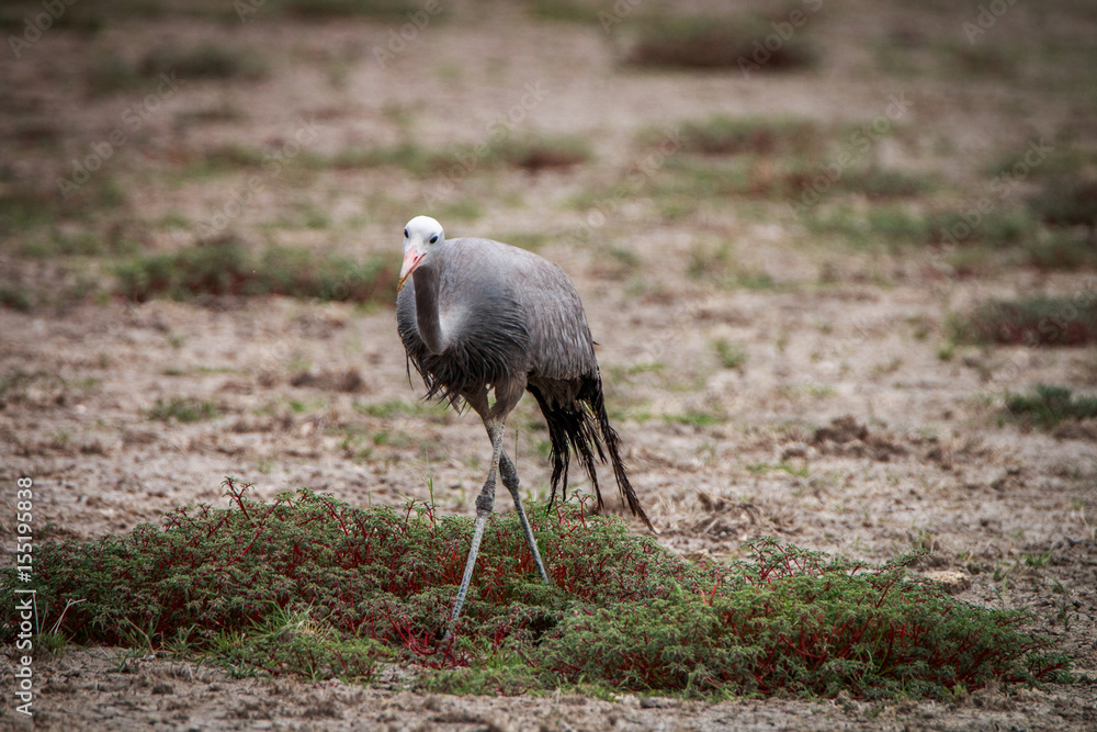 Fototapeta premium Blue crane walking in the grass.