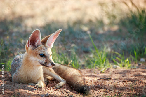 Cape fox laying in the sand in Kgalagadi.