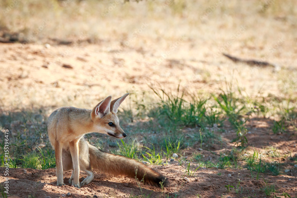 Fototapeta premium Side profile of a Cape fox in Kgalagadi.