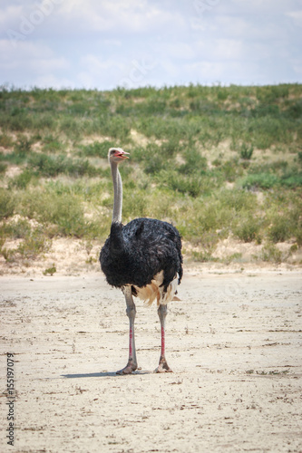 Male Ostrich starring at the camera.