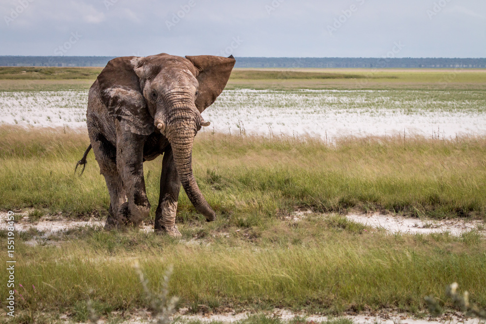 Fototapeta premium Big Elephant bull walking towards the camera.