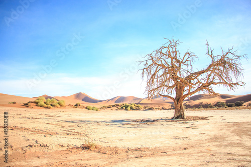 Dead tree in the Sossusvlei desert.