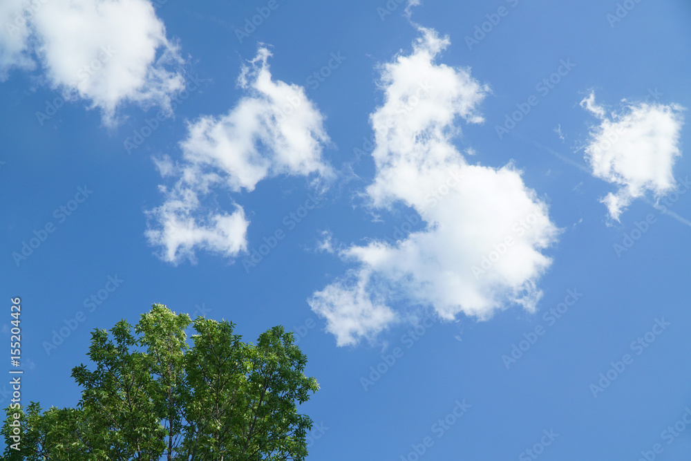 green tree, blue sky and white cloud green tree, blue sky and white cloud