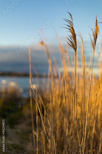 Fototapeta Naklejka Na Ścianę i Meble -  Beach Reeds