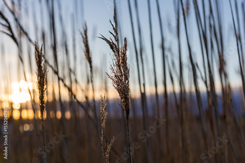 Beach Reeds
