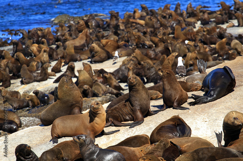 Brown fur seal, Seal Island, South Africa