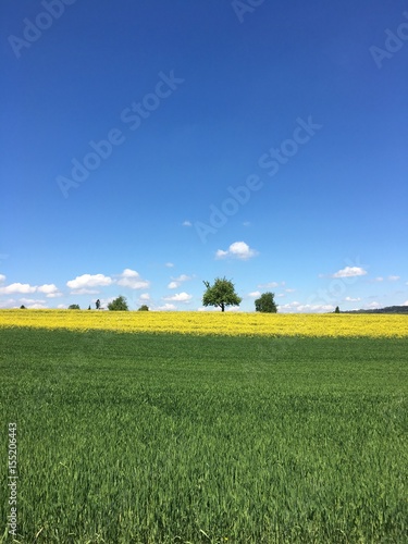 Blue sky with tree and Field