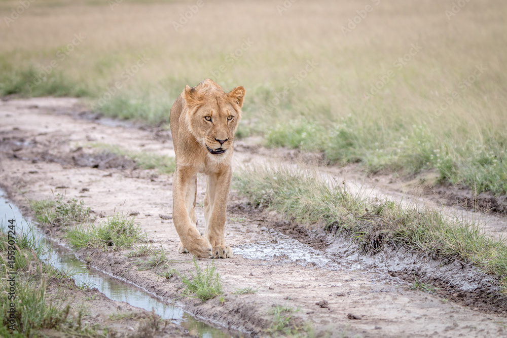 Fototapeta premium Lion walking in the sand in the Kalahari.