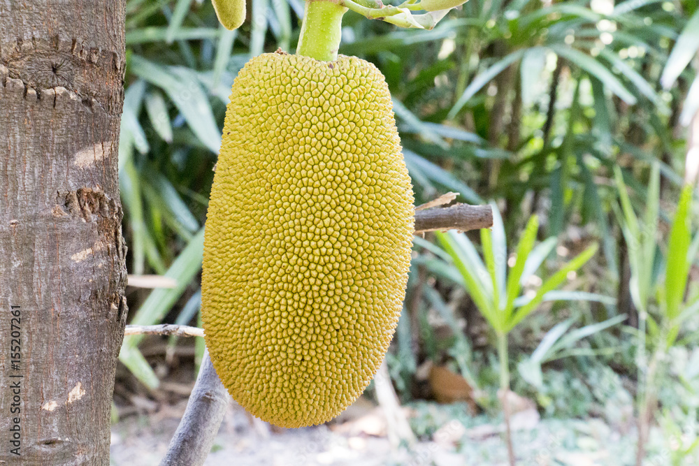 jackfruit is fruit and make dessert jackfruit is fruit and make dessert