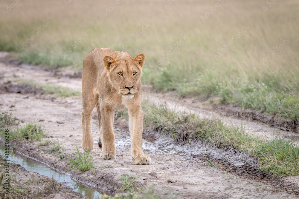 Lion walking in the sand in the Kalahari. Lion walking in the sand in the Kalahari.