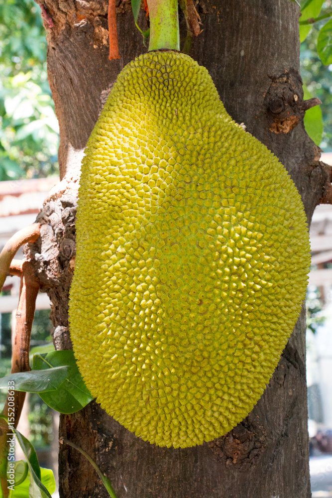 jackfruit is fruit and make dessert jackfruit is fruit and make dessert