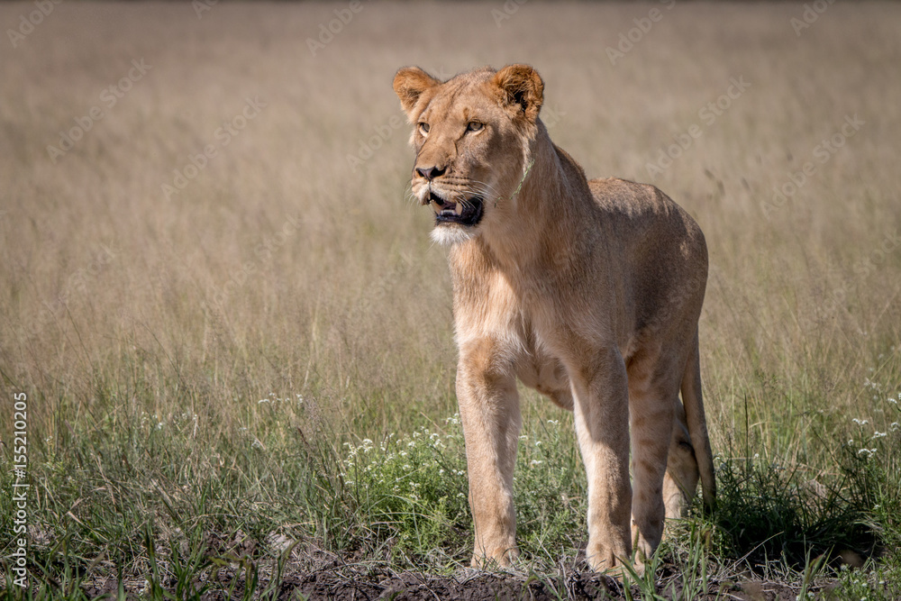 Fototapeta premium Lion standing in the high grass.