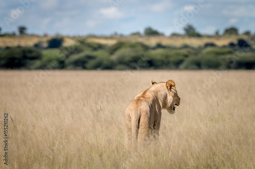 Lion standing in the high grass from behind.