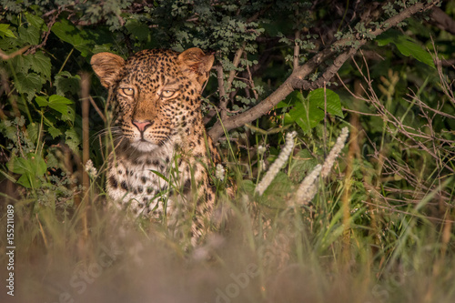 Leopard hiding in the bushes in the Kalahari.