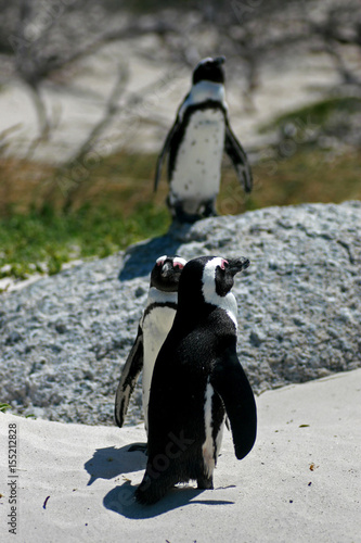 African penguin  Cape town  South Africa