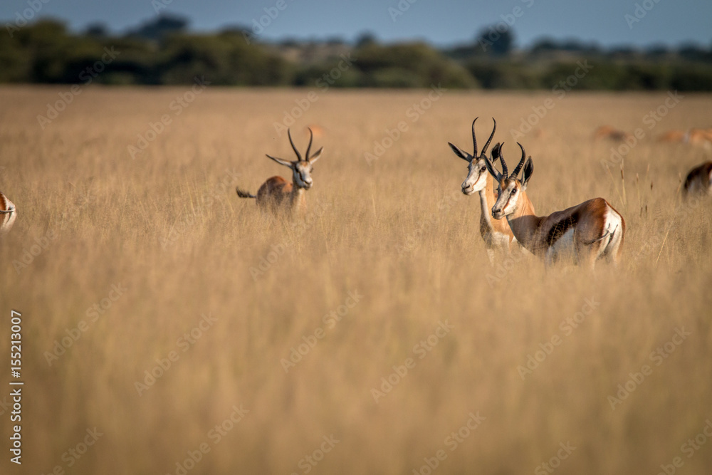Obraz premium Herd of Springboks standing in the high grass.