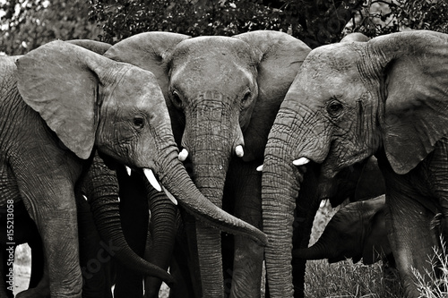 Elephants, Kruger National Park, South Africa, 