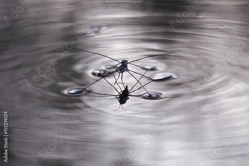Bug waterbender couple at the water