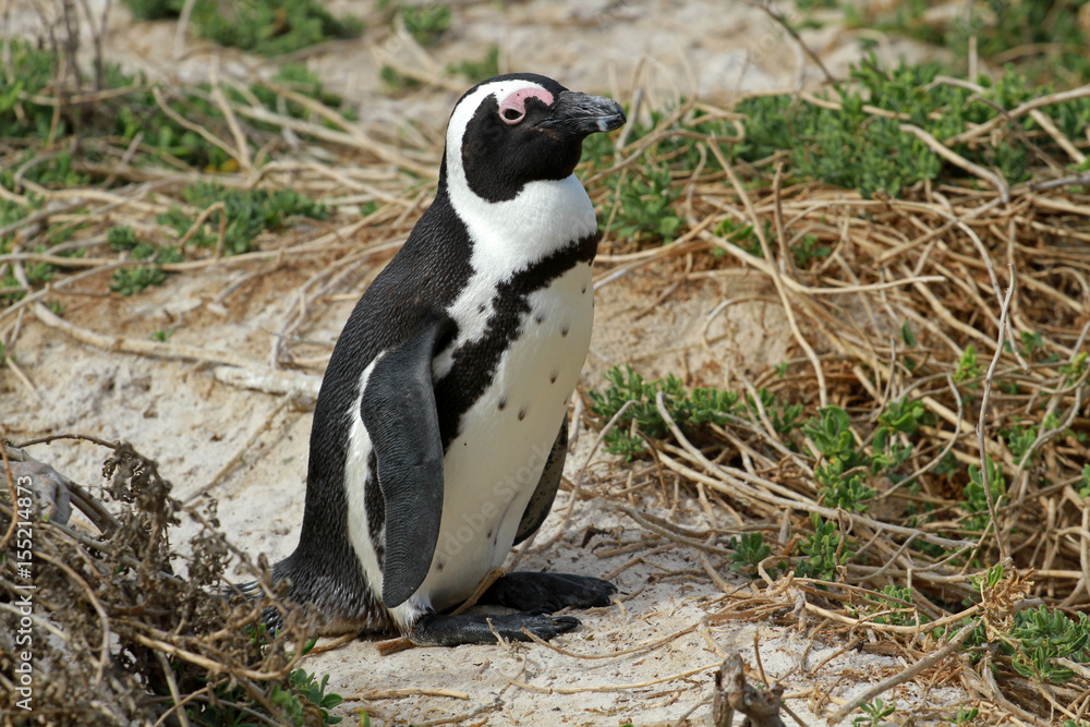 Obraz premium African penguin, Cape town, South Africa