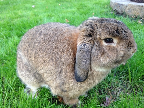 Holland Loppy Bunny