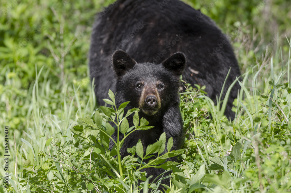 Adorable black bear cub with mum behind Adorable black bear cub with mum behind