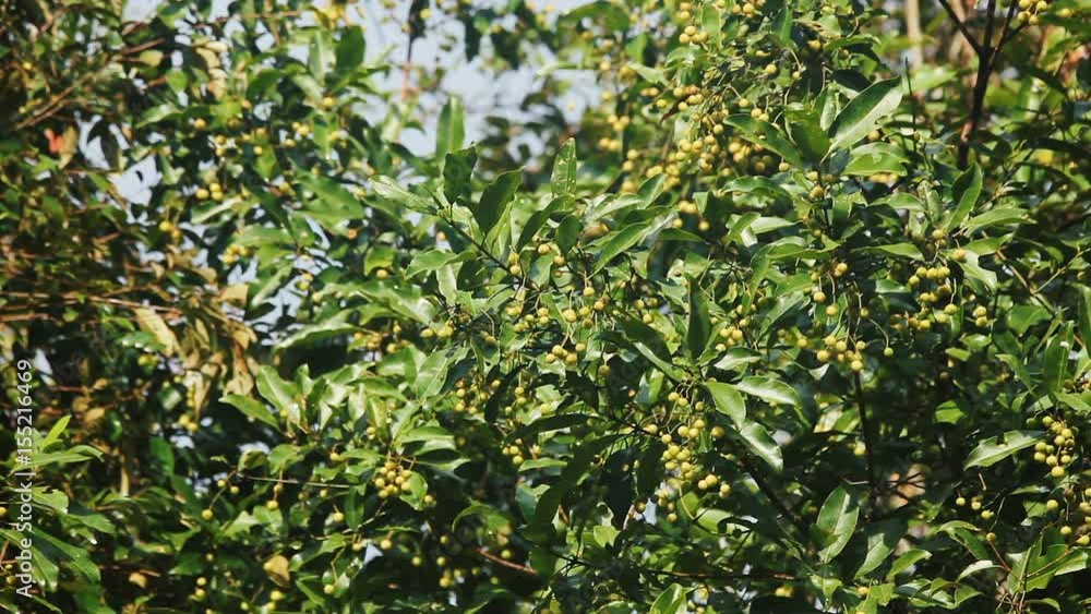 Fruit tree at Khao Yai national park, Thailand. Full HD stock footage.
Fruit tree at Khao Yai national park, Thailand. Full HD stock footage.