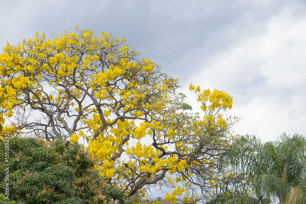 arbol de flores amarillas en tequila jalisco arbol de flores amarillas en tequila jalisco