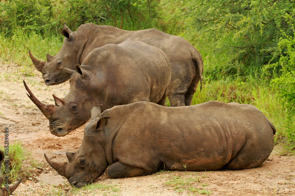 Fototapeta premium White rhinoceros, Kruger National Park, South Africa