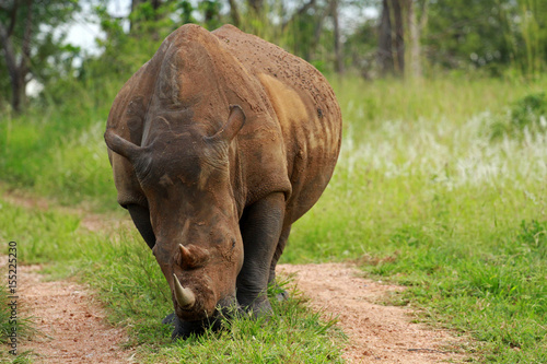 White rhinoceros  Kruger National Park  South Africa