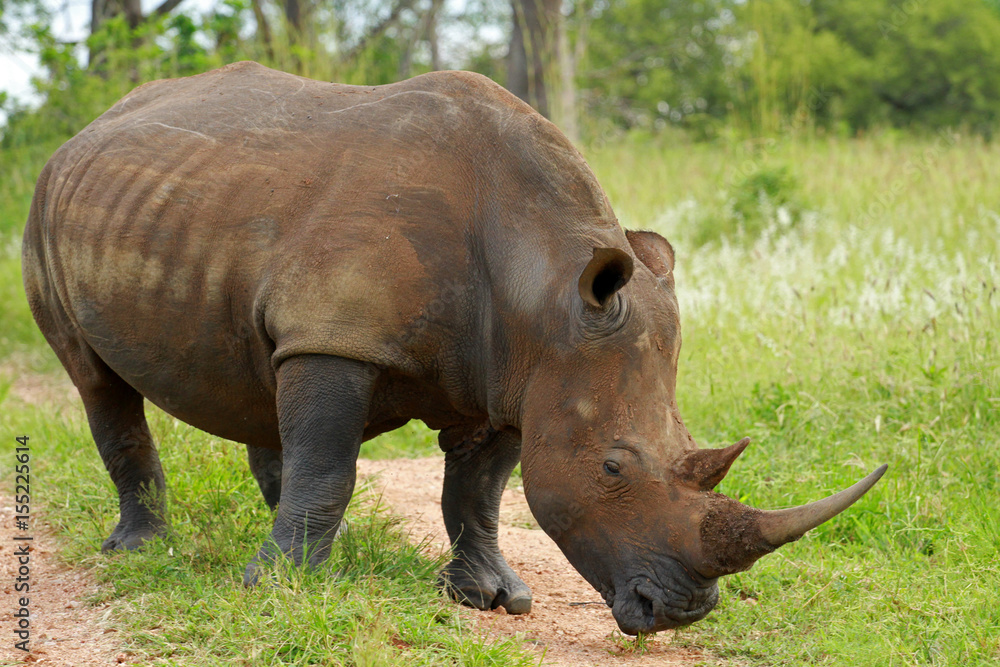 White rhinoceros, Kruger National Park, South Africa White rhinoceros, Kruger National Park, South Africa