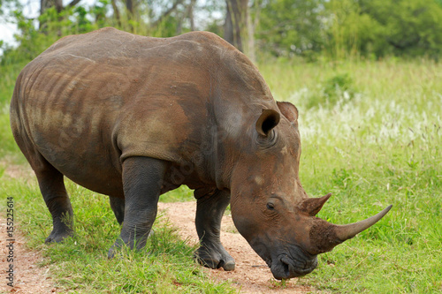 White rhinoceros  Kruger National Park  South Africa