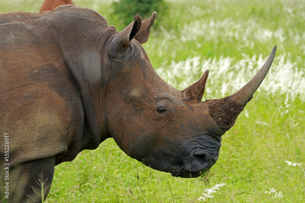 Obraz premium White rhinoceros, Kruger National Park, South Africa