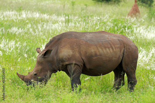 White rhinoceros, Kruger National Park, South Africa