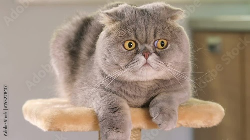 Animal portrait of Scottish Fold cat with a wide range of emotions
