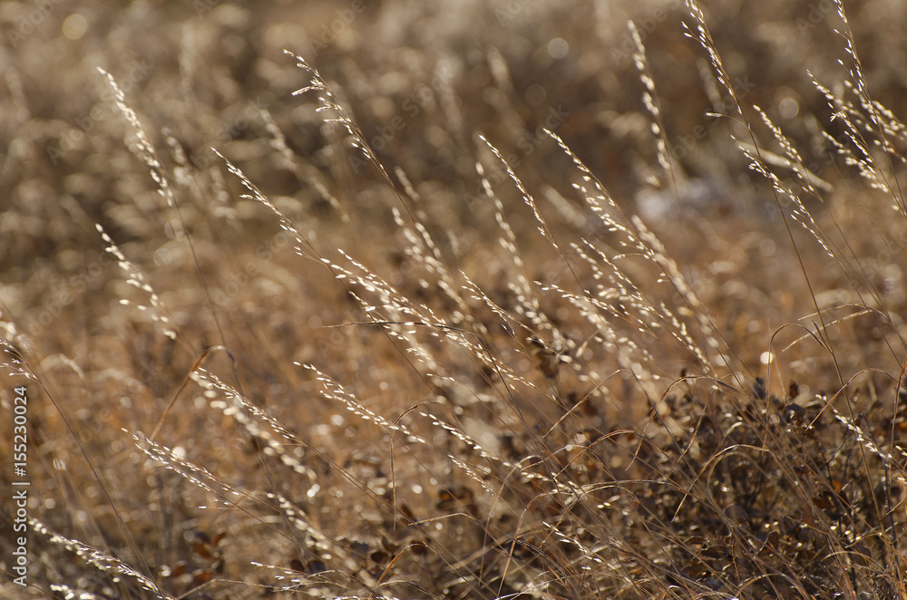 Fototapeta premium Back-lit dried grass in golden colours. Glenbow Ranch Provincial Park, near Calgary, Alberta, Canada