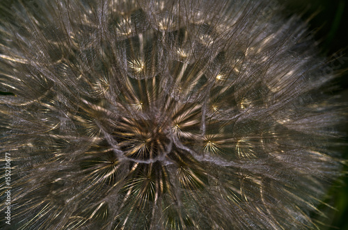 Yellow Salsify seedball, sparkling in the sunlight.