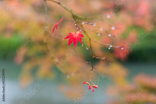 日本の京都 雨の中のしずく紅葉 Drop of autumnal leaves in Kyoto rain in Japan