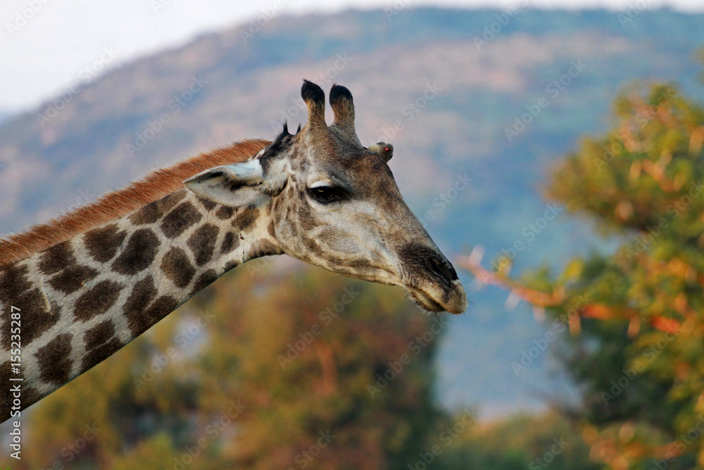 Obraz premium South African giraffe, Pilanesberg National Park, South Africa