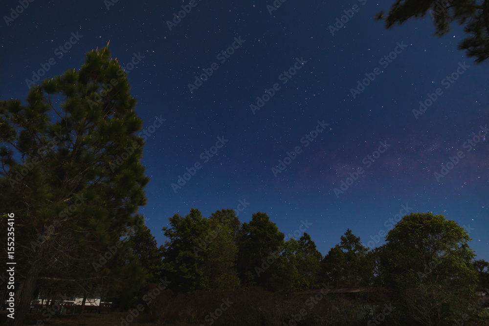 Dark blue sky with many stars over the pine trees in the forest. Dark blue sky with many stars over the pine trees in the forest.