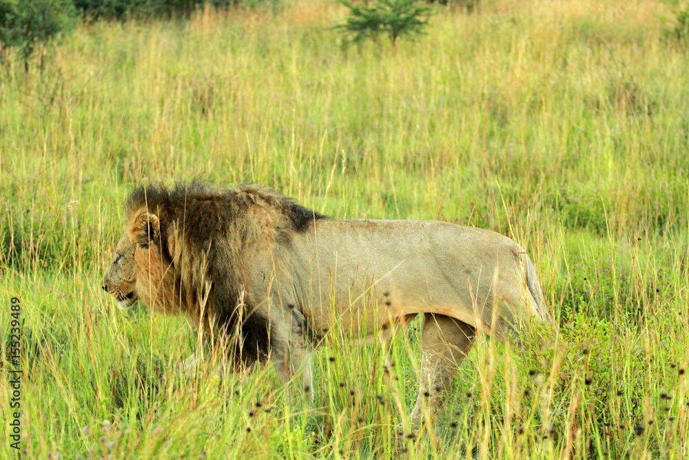 Lion, Pilanesberg National Park, South Africa Lion, Pilanesberg National Park, South Africa
