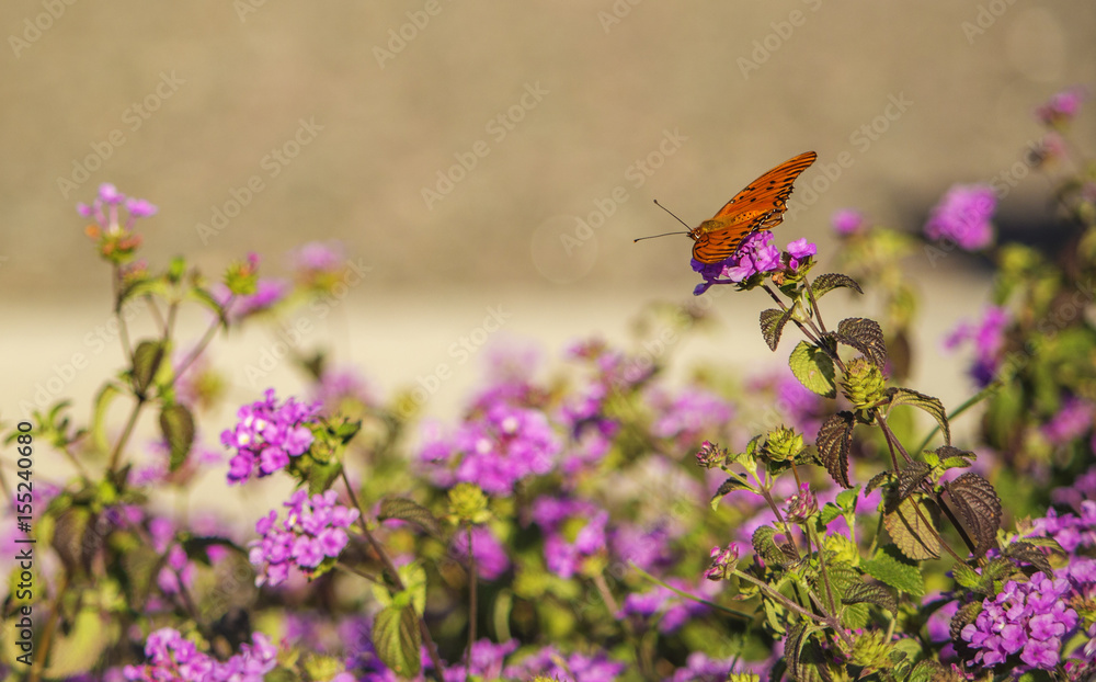 Mariposa Mariposa