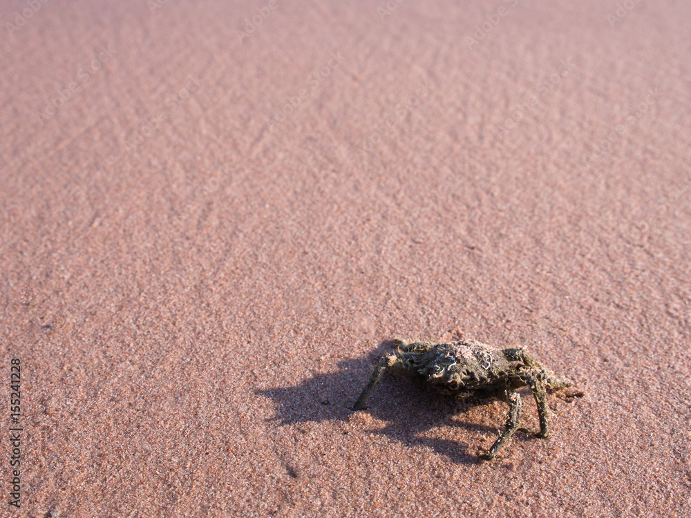 Crab on The Sand in The Beach