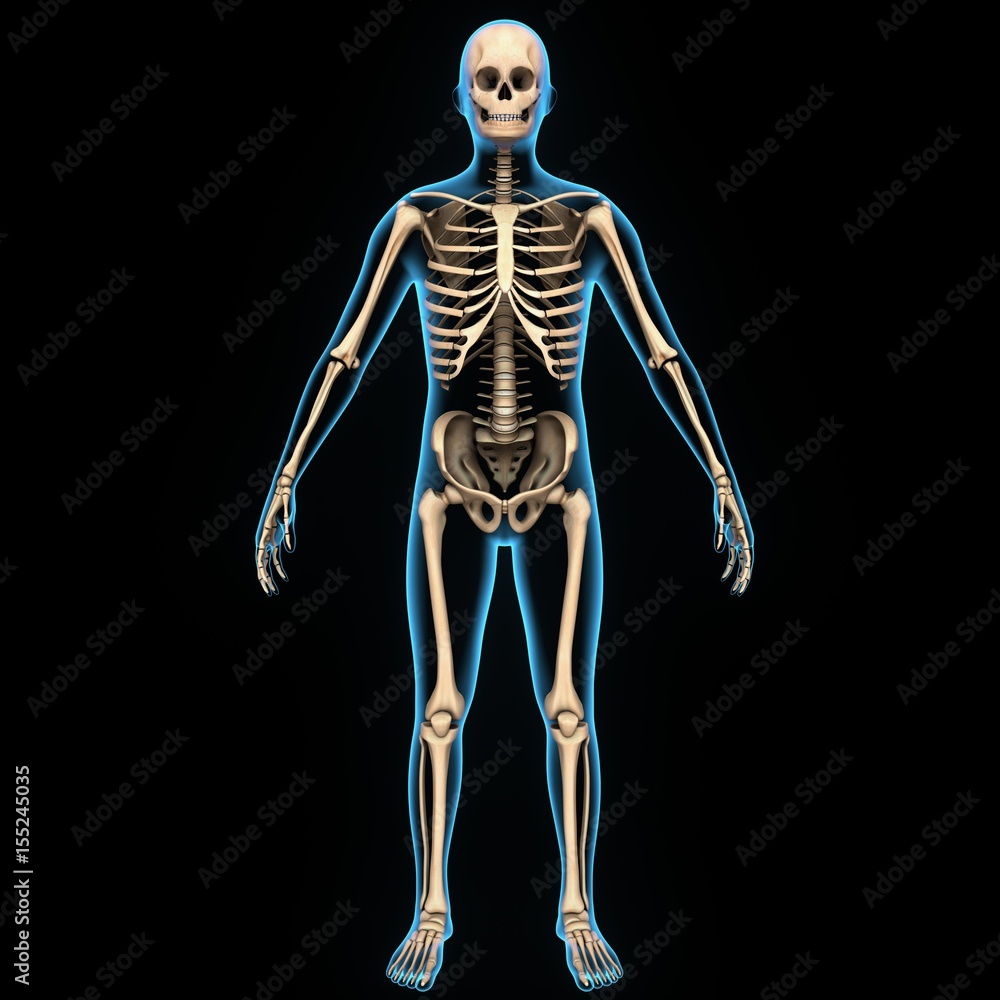 Human skeleton Human skeleton front Diagram of the human skeleton Details Human skeleton Human skeleton front Diagram of the human skeleton Details