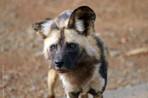 African wild dog, Pilanesberg National Park, South Africa